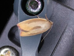 Ptyoptila matutinella