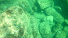 Scarus rubroviolaceus