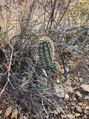 Echinocereus engelmannii fasciculatus