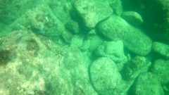 Scarus rubroviolaceus