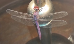 Orthemis ferruginea