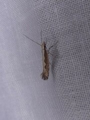 Plutella xylostella-australiana