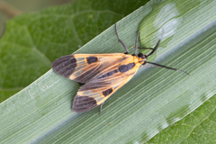 Dycladia emerita
