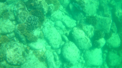 Scarus rubroviolaceus