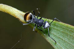 Polyrhachis senilis