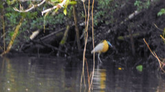 Pilherodius pileatus