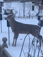 Odocoileus virginianus