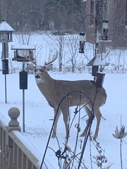 Odocoileus virginianus