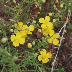 Scoparia montevidensis