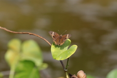 Junonia neildi varia