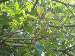 Trochodendron aralioides