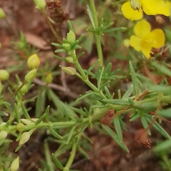 Scoparia montevidensis