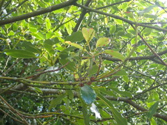 Trochodendron aralioides