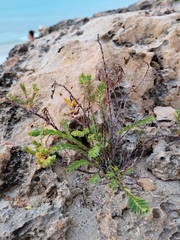 Euphorbia mesembryanthemifolia