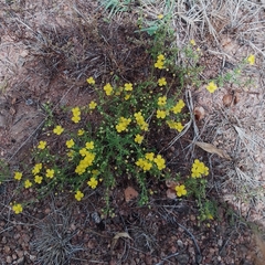 Scoparia montevidensis