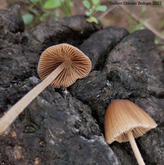 Conocybe