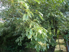 Trochodendron aralioides