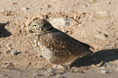 Athene cunicularia hypugaea