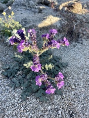 Phacelia crenulata
