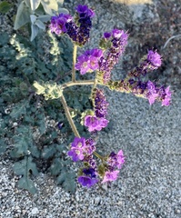 Phacelia crenulata
