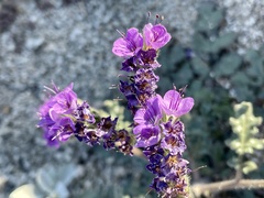 Phacelia crenulata