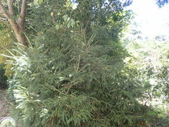 Picea morrisonicola