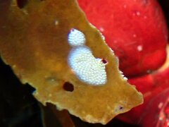 Membranipora membranacea