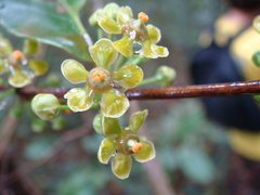 Salacia chinensis