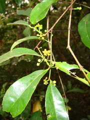 Salacia chinensis