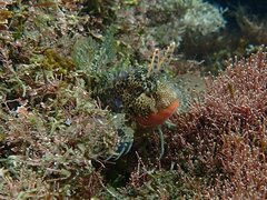 Hypsoblennius gentilis
