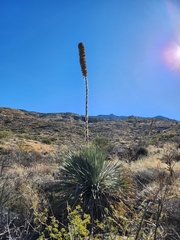 Dasylirion acrotrichum