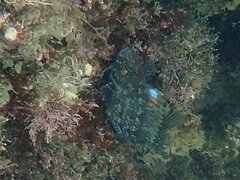 Hypsoblennius gentilis