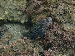 Hypsoblennius gentilis
