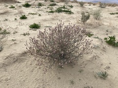 Palafoxia arida arida