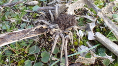 Lycosa hispanica