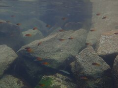 Chromis punctipinnis