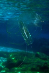 Leucothea multicornis