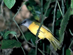 Eucometis penicillata