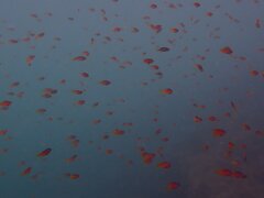 Chromis punctipinnis