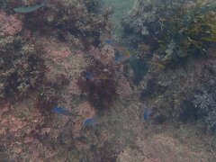 Chromis punctipinnis