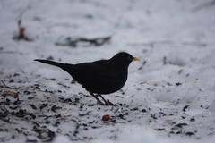Turdus merula