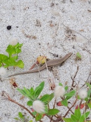 Oligosoma smithi