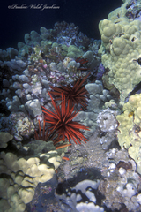 Heterocentrotus mamillatus