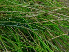 Heterostichus rostratus