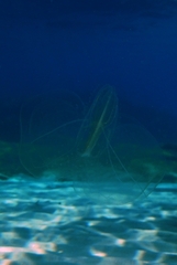 Leucothea multicornis