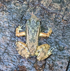 Mannophryne trinitatis