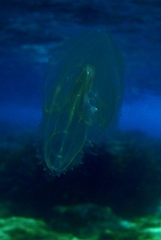 Leucothea multicornis