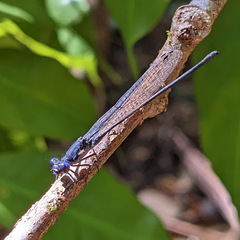 Argia translata