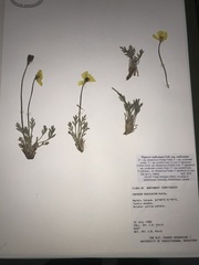 Papaver radicatum radicatum