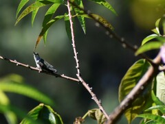 Heliomaster longirostris
